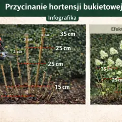 Przycinanie hortensji bukietowej: przycięcie pędów na 15-35 cm zapewnia obfite kwitnienie.