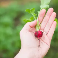 Dłoń trzyma świeżo wykopaną rzodkiewkę. Pamiętaj, że do kiedy można siać rzodkiewkę, zależy od odmiany i pogody.