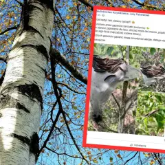 Gąsienice barczatki puchowicy żerują na brzozie, tworząc charakterystyczne oprzędy.
