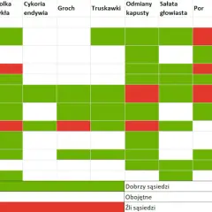 Tabela: co po czym siać na działce. Zielone pola oznaczają dobrych sąsiadów, czerwone – złych.