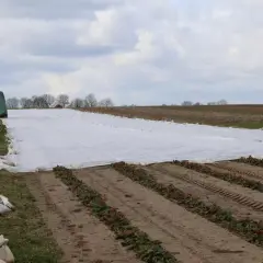 Pole truskawek przykryte białą agrowłókniną, chroniącą młode rośliny. W tle szklarnie i drzewa.