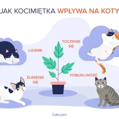 Ilustracja pokazuje, jak działa kocimiętka na kota: wywołuje lizanie, ślinienie, turlanie się i pobudliwość.