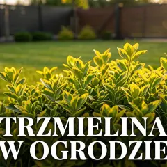 Trzmielina w ogrodzie, jej liście pięknie przebarwiają się na żółto i zielono. Zastanawiasz się, jak szybko rośnie trzmielina?