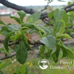 Zwijanie liści jabłoni to objaw chorób. Na zdjęciu widać zdeformowane, pofałdowane liście na gałęzi drzewa.