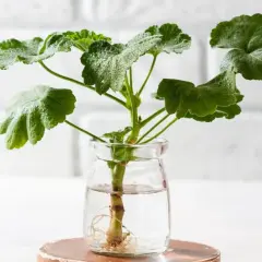 Rozmnażanie geranium kiedyś było trudne, teraz ukorzeniamy sadzonkę w wodzie, by szybko wypuściła korzenie.