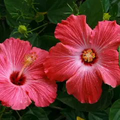 Dwa piękne, różowe hibiskusy z nasion, z żółtymi pręcikami i zielonymi liśćmi w tle.