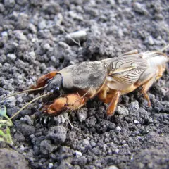 Turkuć podjadek, groźny szkodnik ogrodów, ma swojego naturalnego wroga. Ten owad, z potężnymi odnóżami, przemierza ziemię w poszukiwaniu pożywienia.