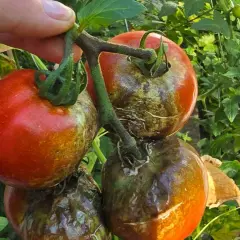Dłoń trzyma kiść pomidorów, z których część jest czerwona, a część pokryta brązowo-zielonymi plamami. To objawy zarazy pomidora.
