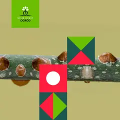 Tarczniki na gałęzi. Dowiedz się, skąd się biorą tarczniki i jak je zwalczać.