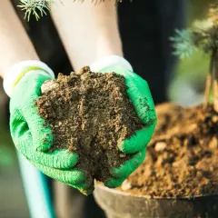 Ręce w zielonych rękawiczkach trzymają ziemię, przygotowując się do nawożenia iglaków. Pamiętaj o odpowiednich terminach nawożenia iglaków.