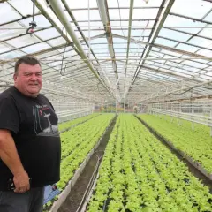 Rolnik w tunelu nieogrzewanym dogląda rzędów młodej sałaty.