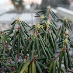 Krzew rododendronu z zielonymi, lekko zwiniętymi liśćmi, niektóre z żółtawymi przebarwieniami, przypominającymi brązowe liście.