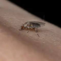Mały owad na skórze, który może być odpowiedzią na pytanie, skąd się biorą meszki.