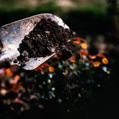 Łopatka z ziemią, przygotowana do rozsypania. Może to być element domowych sposobów na zakwaszanie gleby octem.