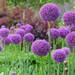 Fioletowe kule czosnku ozdobnego na zielonych łodygach. Idealne do sadzenia we wrześniu, by cieszyć się nimi wiosną.