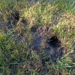 Kilka świeżych kopców i dziur w trawie, świadczących o tym, co kopie dziury w ogrodzie.