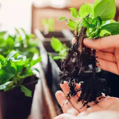 Dłoń trzyma sadzonkę z rozwiniętymi korzeniami, gotową do posadzenia. To jak naturalny ukorzeniacz z wierzby, który pomoże jej rosnąć.