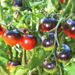 Dojrzałe pomidory podłużne odmiany 'Black Cherry' z kroplami rosy na skórce, wiszące na gałęziach w słońcu.