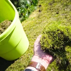 Ręka trzyma kępę mchu, obok zielony pojemnik. Domowe sposoby na mech w ogrodzie to usuwanie go ręcznie.