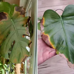Monstera z brązowymi, suchymi plamami na liściach, objawy grzybowa plamistość liści monstera.