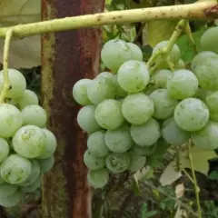 Dwie kiście zielonych winogron zwisają z gałęzi. Na niektórych owocach widoczne są drobne, czarne kropki, świadczące o ich dojrzewaniu.
