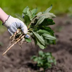 Ręka w rękawicy trzyma wykopane chwasty z korzeniami. To skuteczna soda na chwasty, która pomoże w pielęgnacji ogrodu.
