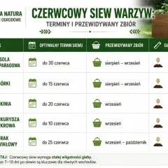 Co można siać w czerwcu? Fasolę szparagową, ogórki, cukinię, kukurydzę i buraki. Sprawdź terminy i głębokość siewu.