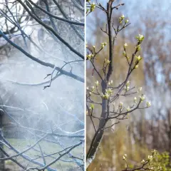 Opryskiwanie drzew środkiem miedzian, by chronić je przed chorobami. Dwa ujęcia pokazują zabieg przed i po kwitnieniu.