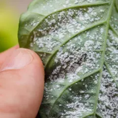 Biały nalot na liściach surfinii, przypominający mączkę, świadczy o chorobie grzybowej.