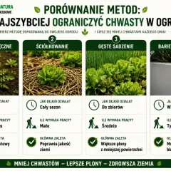 Porównanie metod walki z chwastami w ogrodzie: ręczne wyrywanie, ściółkowanie, gęste sadzenie i bariery betonowe.