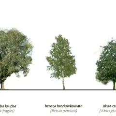 Pięć drzew: jesion, wierzba, brzoza, olsza czarna – drzewo podmokłych terenów, i klon.