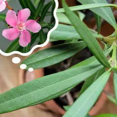 Zastanawiasz się, dlaczego oleander nie kwitnie? Może potrzebuje więcej słońca lub odpowiedniego nawożenia, by znów zachwycać różowymi kwiatami.