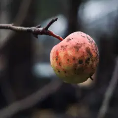 Jabłko z plamami, które mogą być objawem parcha. Szukasz domowych sposobów na parcha jabłoni?