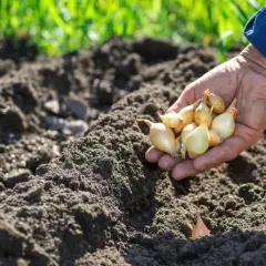 Dłoń trzyma cebulki, gotowa do sadzenia. To idealny moment, kiedy siać cebulę, by cieszyć się plonami.