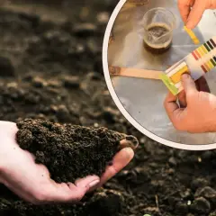 Dłoń trzyma żyzną ziemię, a w okręgu testuje się jej pH. Idealna ziemia dla jałowca.