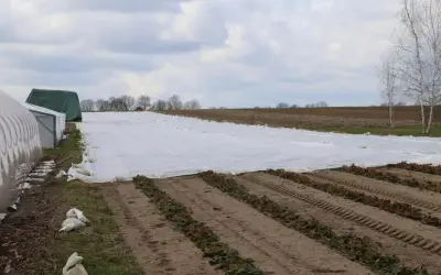 Pole truskawek przykryte białą agrowłókniną, chroniącą młode rośliny. W tle szklarnie i drzewa.