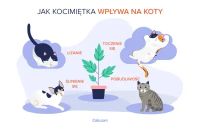 Ilustracja pokazuje, jak działa kocimiętka na kota: wywołuje lizanie, ślinienie, turlanie się i pobudliwość.