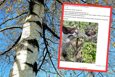 Gąsienice barczatki puchowicy żerują na brzozie, tworząc charakterystyczne oprzędy.