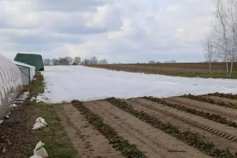 Pole truskawek przykryte białą agrowłókniną, chroniącą młode rośliny. W tle szklarnie i drzewa.