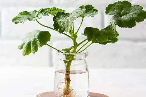 Rozmnażanie geranium kiedyś było trudne, teraz ukorzeniamy sadzonkę w wodzie, by szybko wypuściła korzenie.