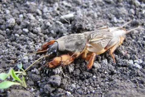 Turkuć podjadek, groźny szkodnik ogrodów, ma swojego naturalnego wroga. Ten owad, z potężnymi odnóżami, przemierza ziemię w poszukiwaniu pożywienia.