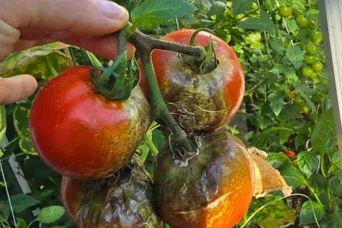 Dłoń trzyma kiść pomidorów, z których część jest czerwona, a część pokryta brązowo-zielonymi plamami. To objawy zarazy pomidora.