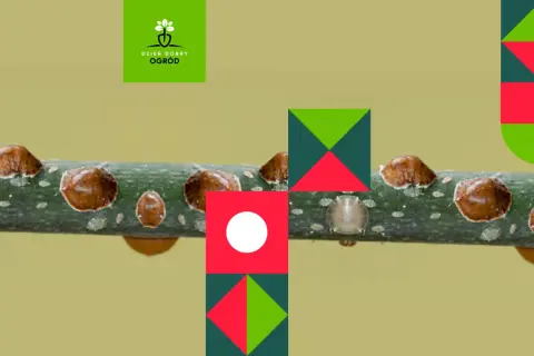 Tarczniki na gałęzi. Dowiedz się, skąd się biorą tarczniki i jak je zwalczać.