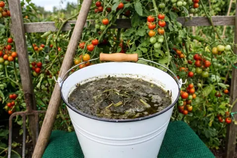 Białe wiadro z zielonym płynem i liśćmi, obok widły i grządka pomidorów. To naturalny sposób, jak zrobić nawóz potasowy.