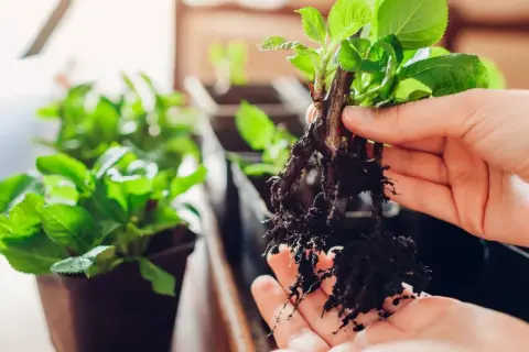 Dłoń trzyma sadzonkę z rozwiniętymi korzeniami, gotową do posadzenia. To jak naturalny ukorzeniacz z wierzby, który pomoże jej rosnąć.