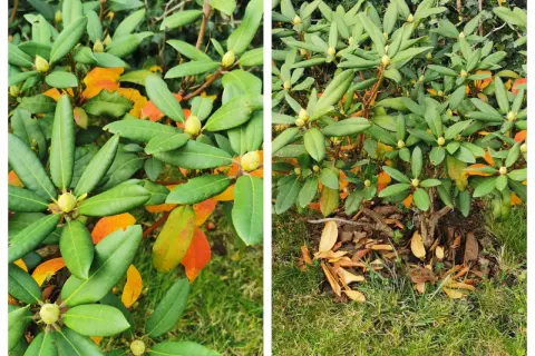 Rododendron z zielonymi liśćmi i pąkami, a także żółknące liście świadczące o jesiennej zmianie.