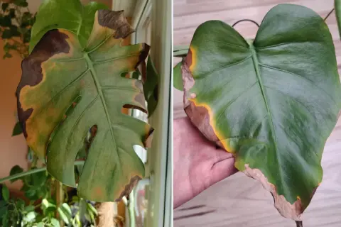 Monstera z brązowymi, suchymi plamami na liściach, objawy grzybowa plamistość liści monstera.