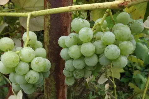 Dwie kiście zielonych winogron zwisają z gałęzi. Na niektórych owocach widoczne są drobne, czarne kropki, świadczące o ich dojrzewaniu.