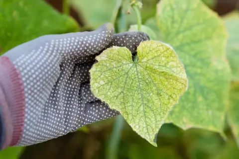 Rękawica ogrodnicza pokazuje liść ogórka z żółtymi plamami, wskazującymi na problemy z uprawą.