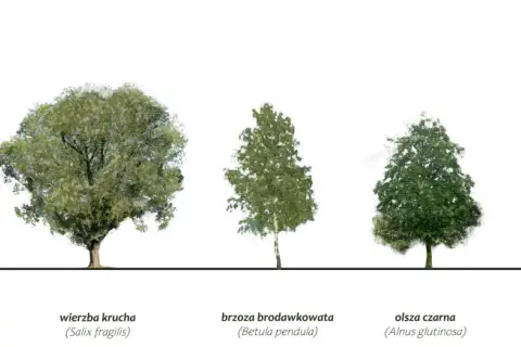 Pięć drzew: jesion, wierzba, brzoza, olsza czarna – drzewo podmokłych terenów, i klon.
